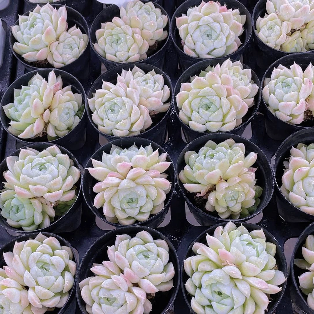 W697号 奶油樱花白月影双头起三个