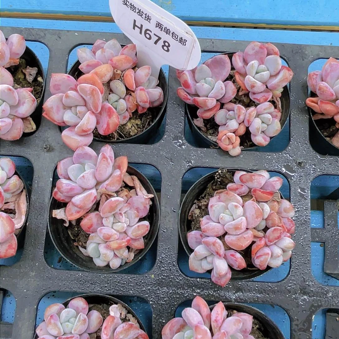 H678  m全状态花斑鹭群两个