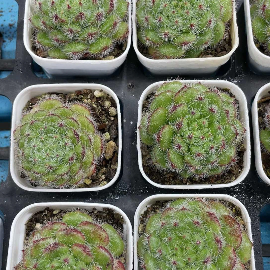 H505  全状态黄金果单头一个