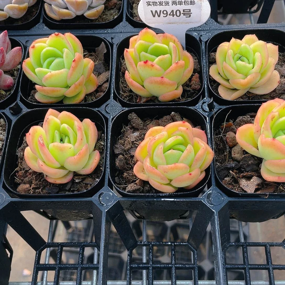 W940号 福利冰玫瑰三个