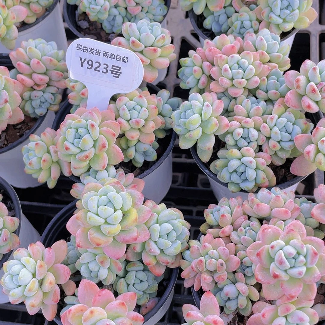Y932-全状态精品果冻罗琦劳尔大群一个