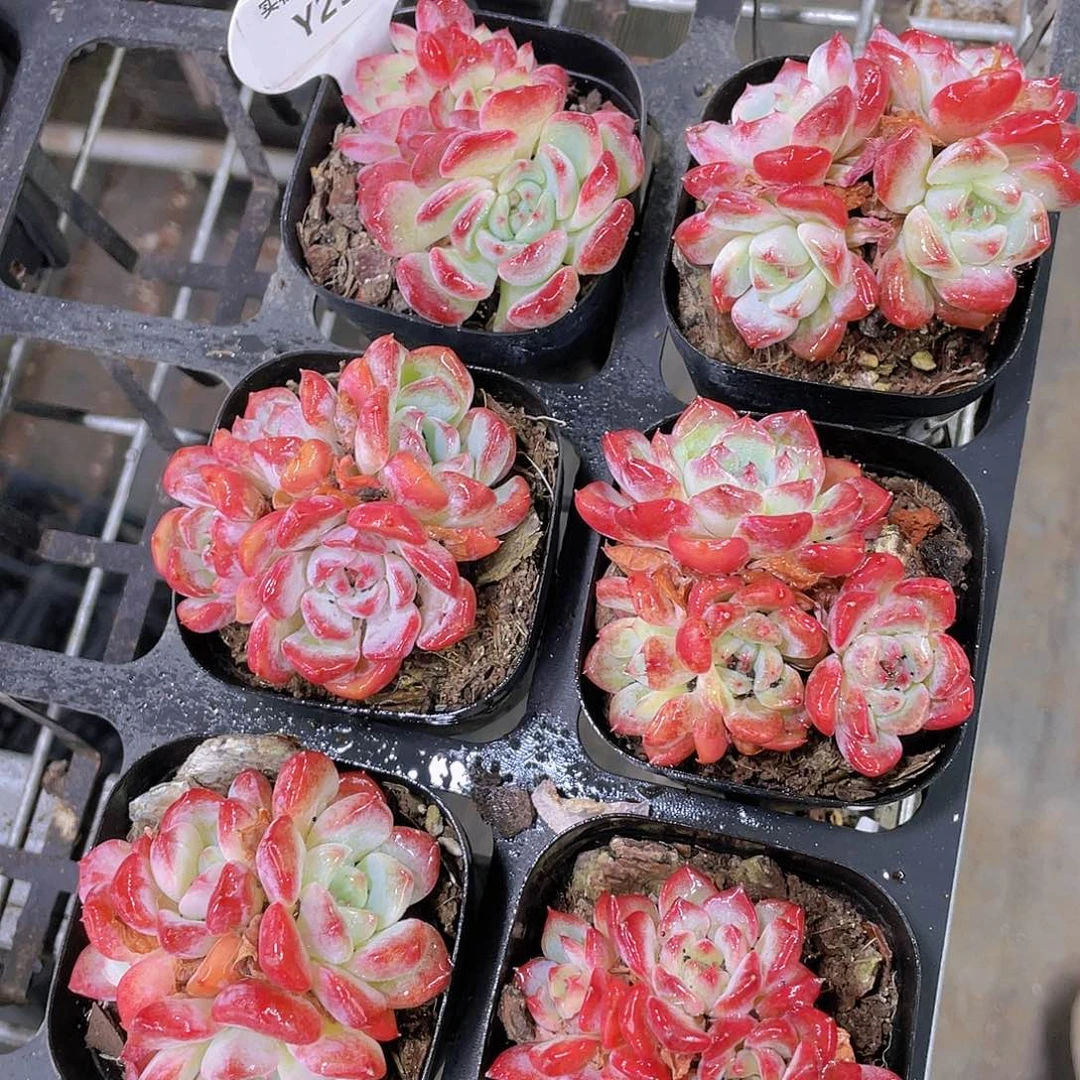 Y23-精品沙漠玫瑰老桩群一个