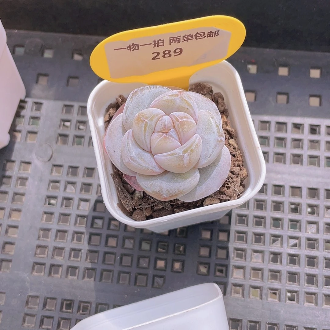 289号 糖心雪瓷单头