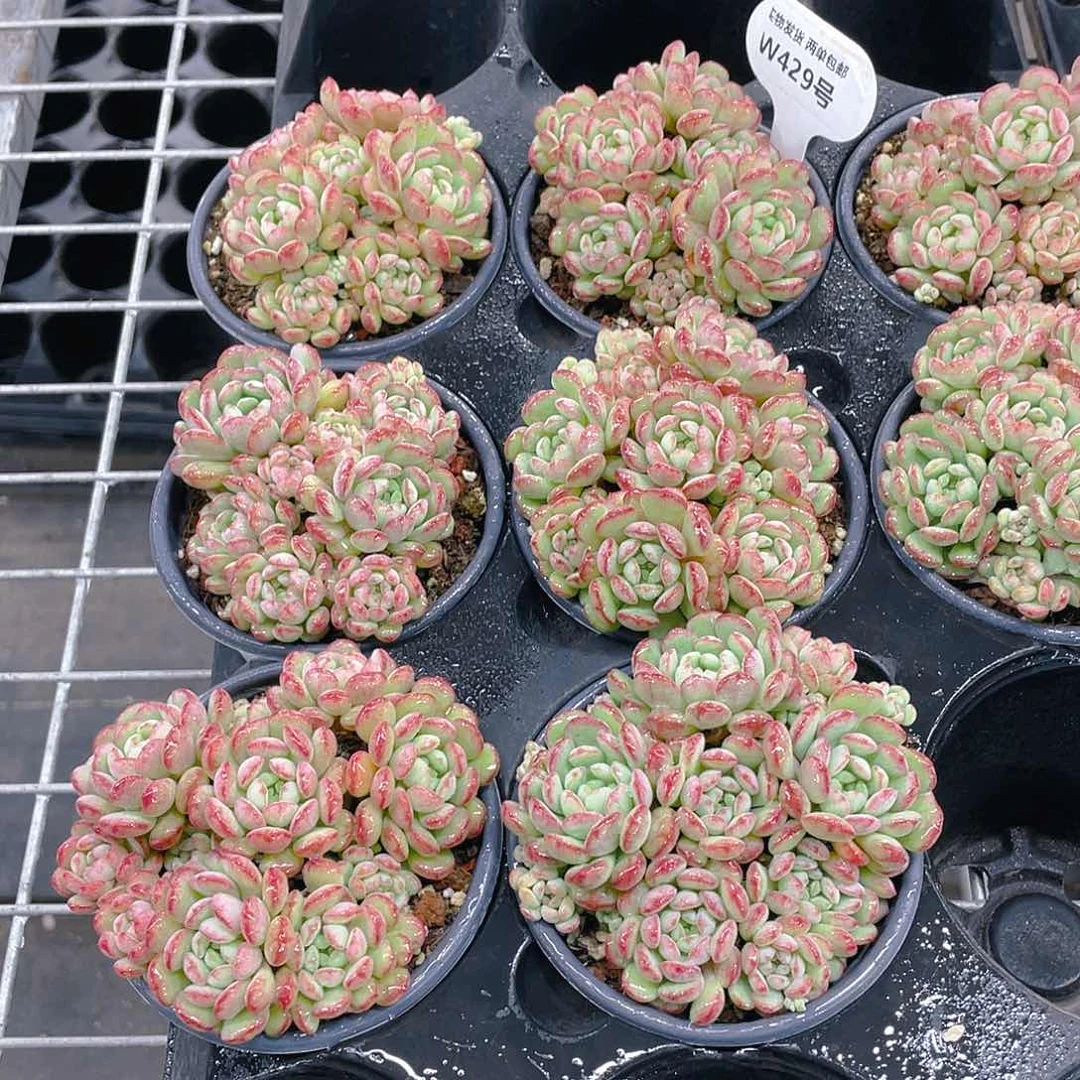 W429号 捧花母本萌豆群一个