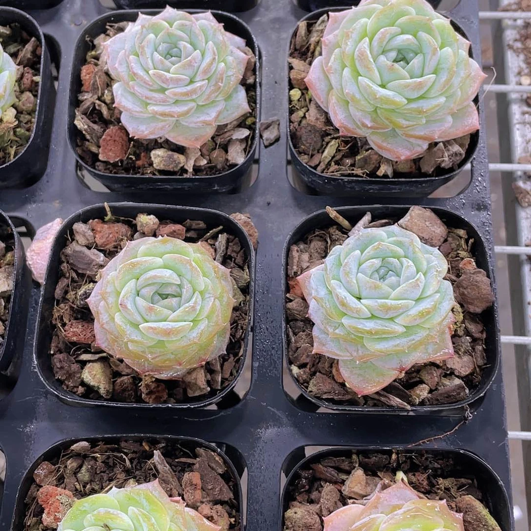 H931  全状态纯爱单头两个