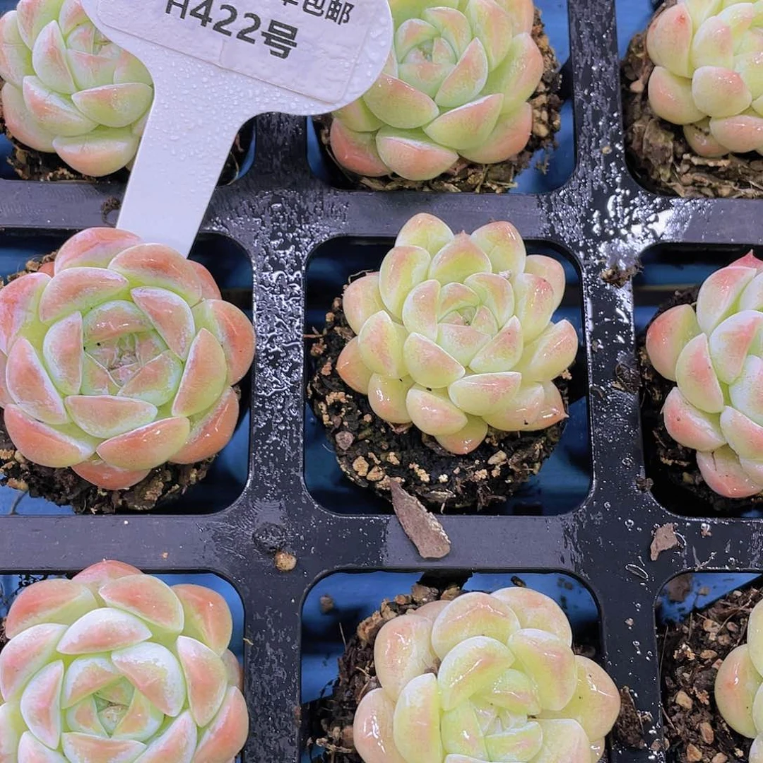 H422 白桃汽水单头 买一送一