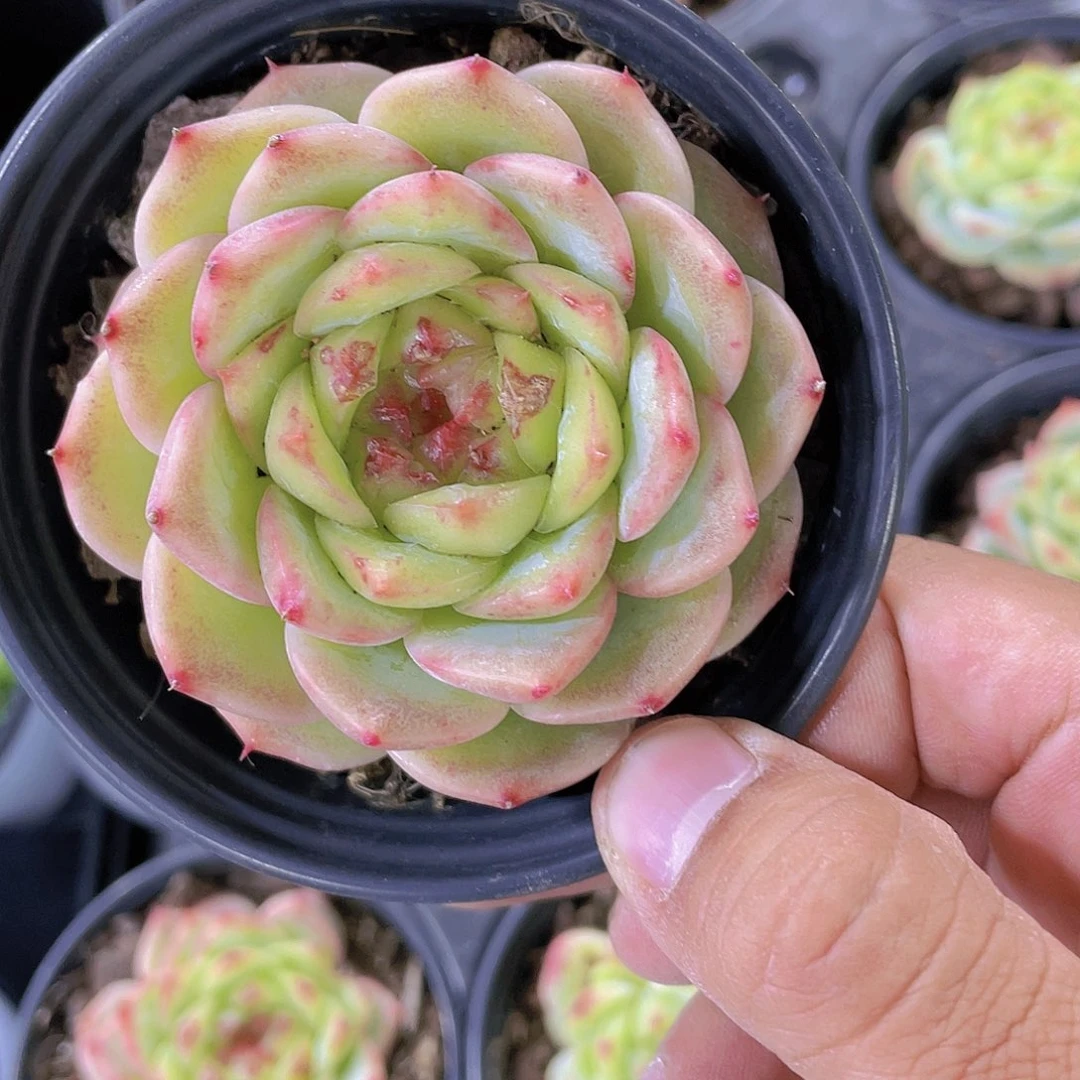 Y508-全状态新品珍妮糖心母本买一送一