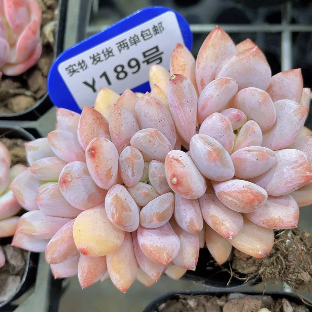 Y189-精品奶油半夏三头一个