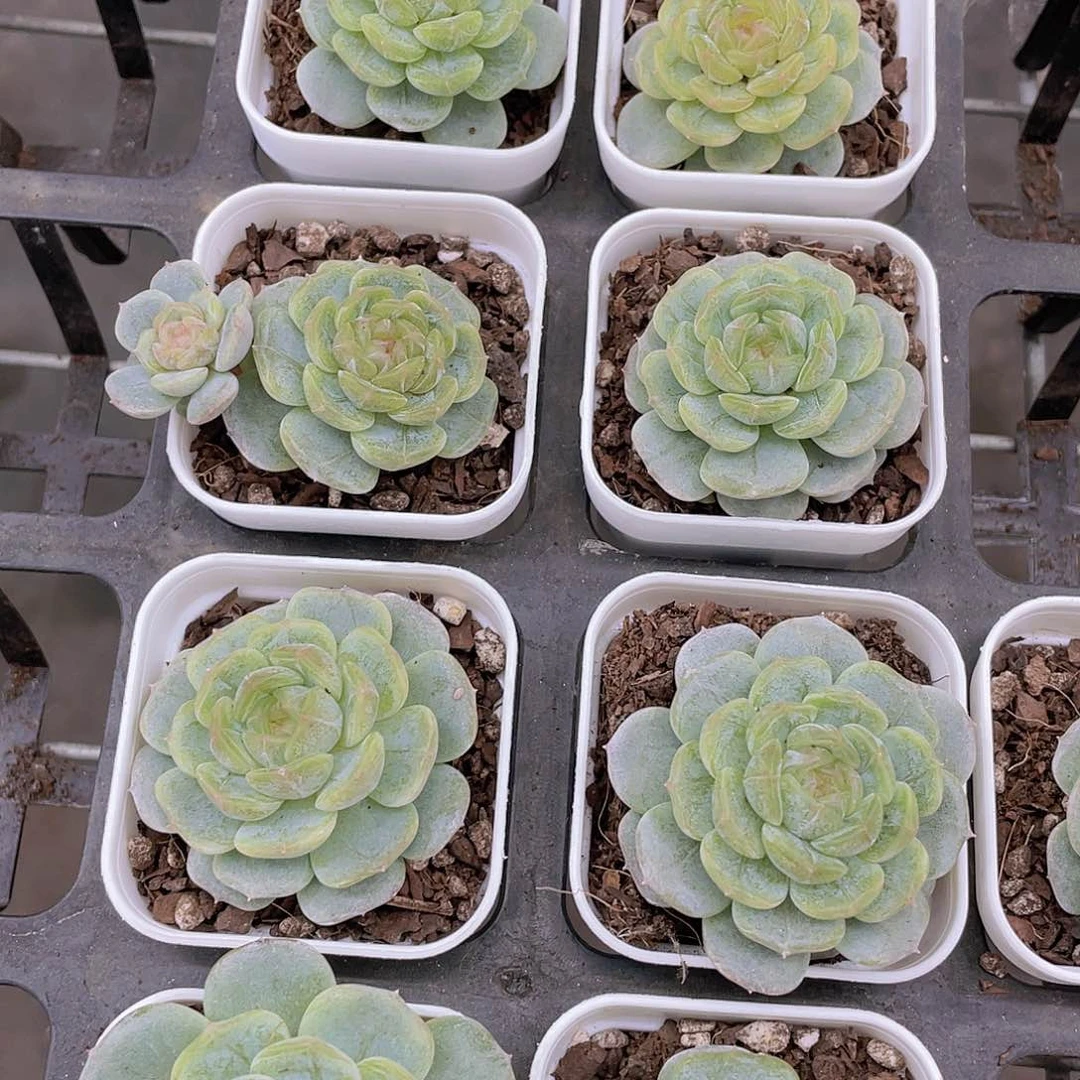 H20  糖心白色恋人单头一个