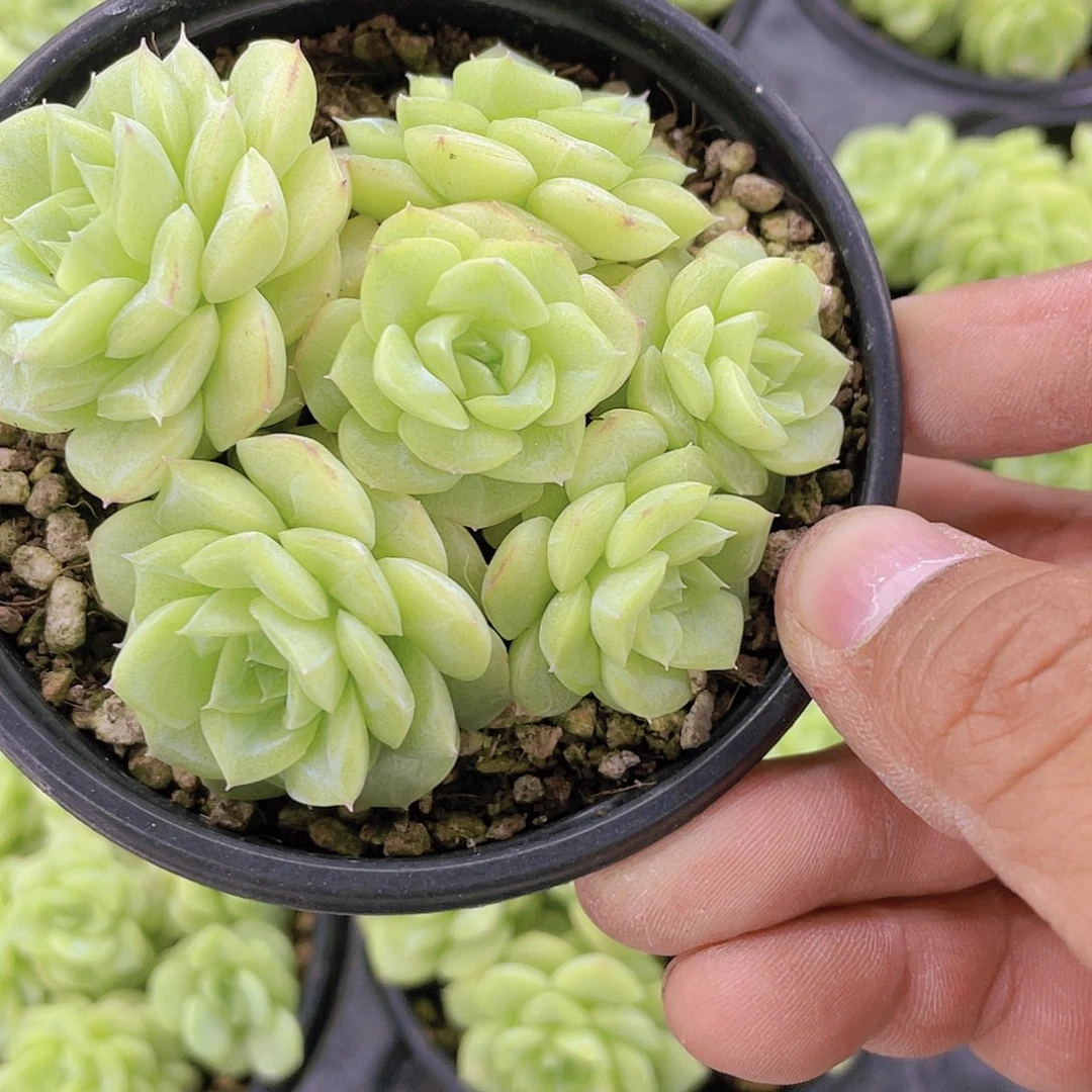 Y258-全状态白天鹅麦秆群六头起一个