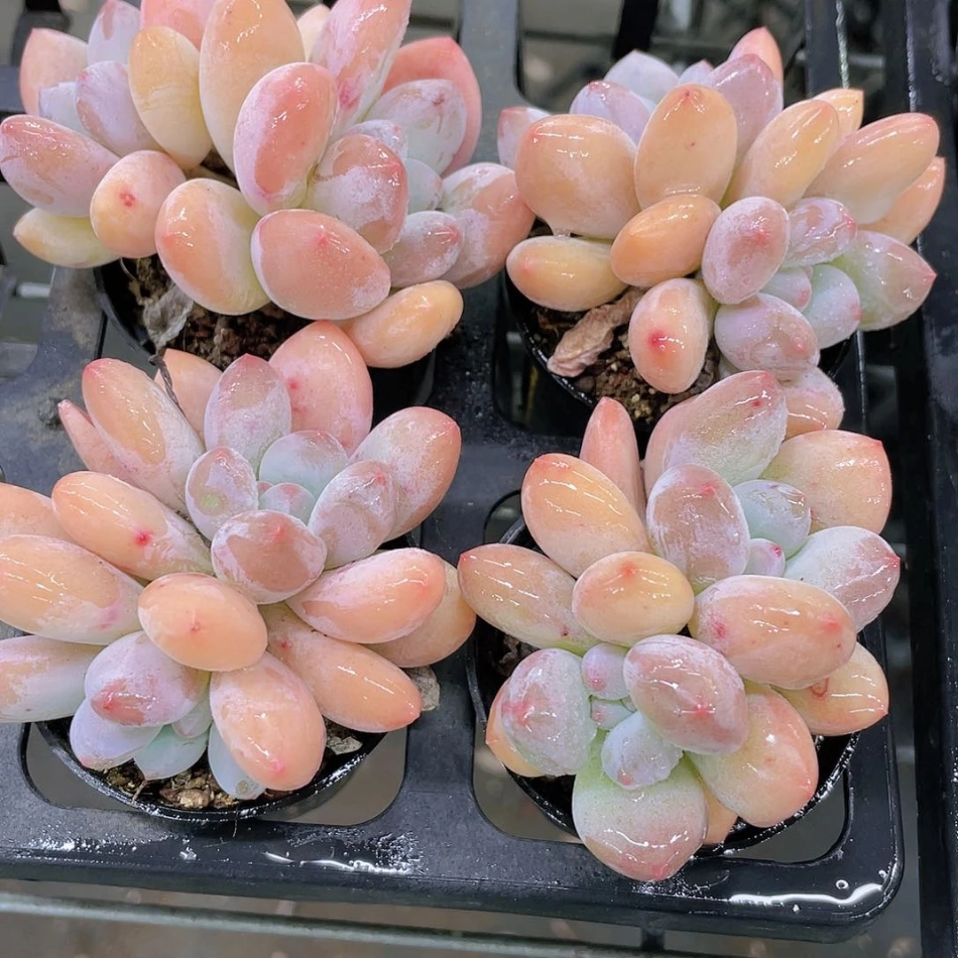 H881  奶油香水双头两个