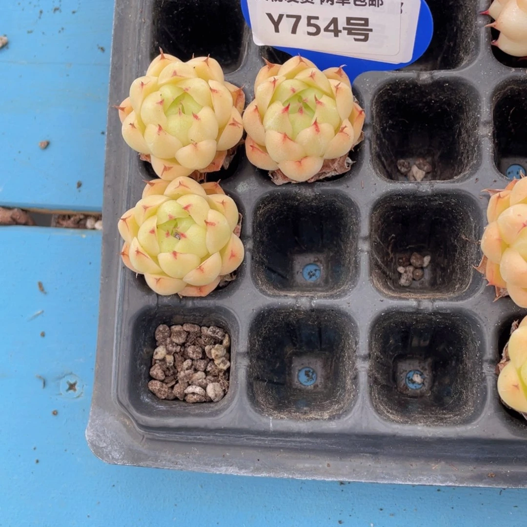 Y754-精品黄金麦秆单头三个