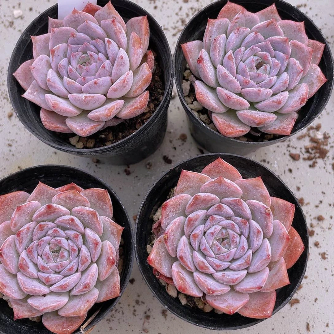 H48  m糖心恩宠格瑞斯单头两个