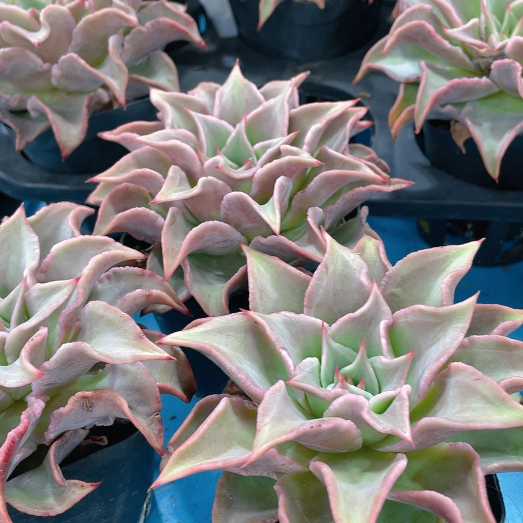 量拍9号 M精品饺子皮一个