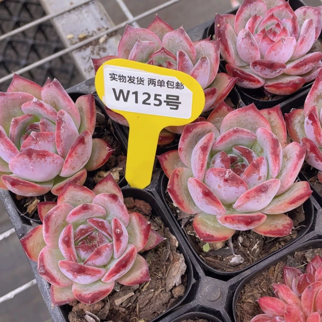 W125号 糖心红拉糖单头一个