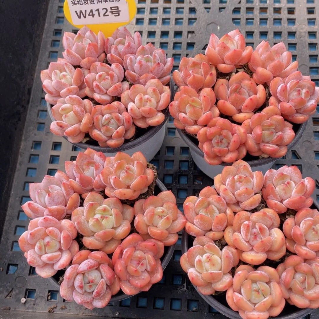 W412号 全状态奶油雪天使八个