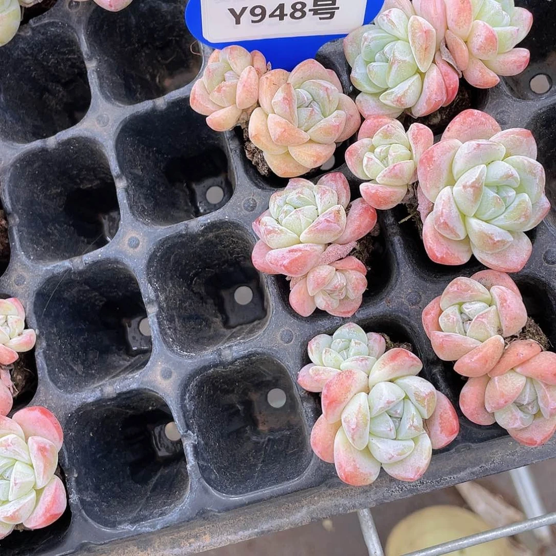 Y948-精品奶油冰玉双头六个