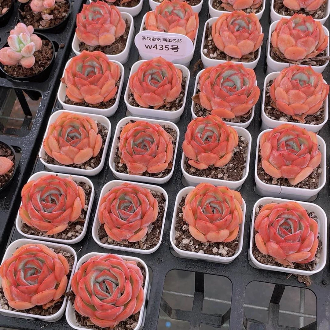 W435号 全状态草莓糖精品一个