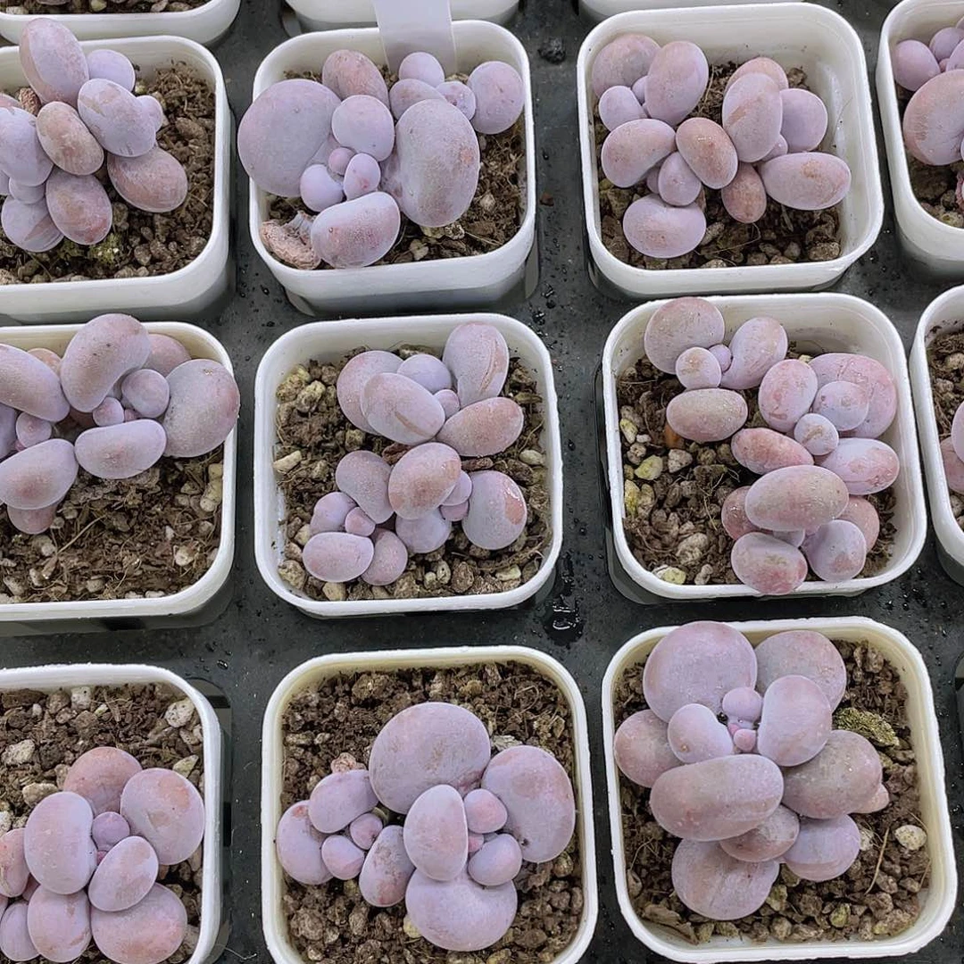 W216号 丸叶精品原始奶酪两个