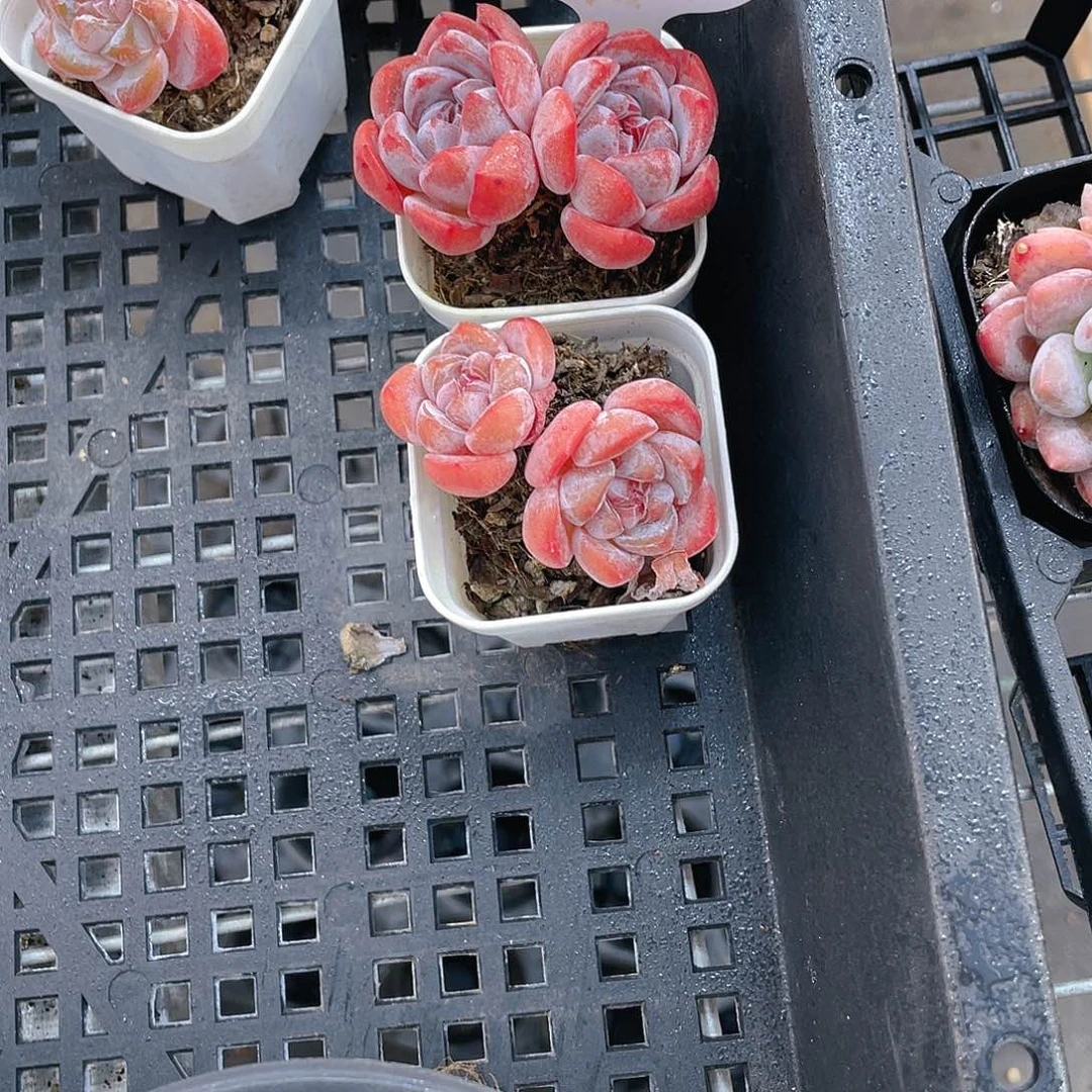 W971号 全状态大白兔双头一个