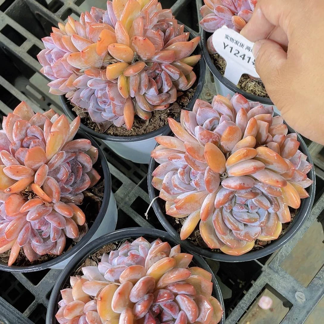 Y1241-精品母本大韩橙多头群一个