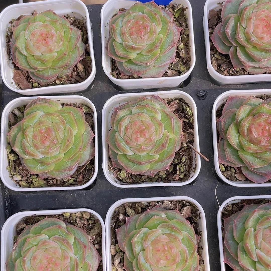 Y350-精品珍妮冻唇蜜单头一个