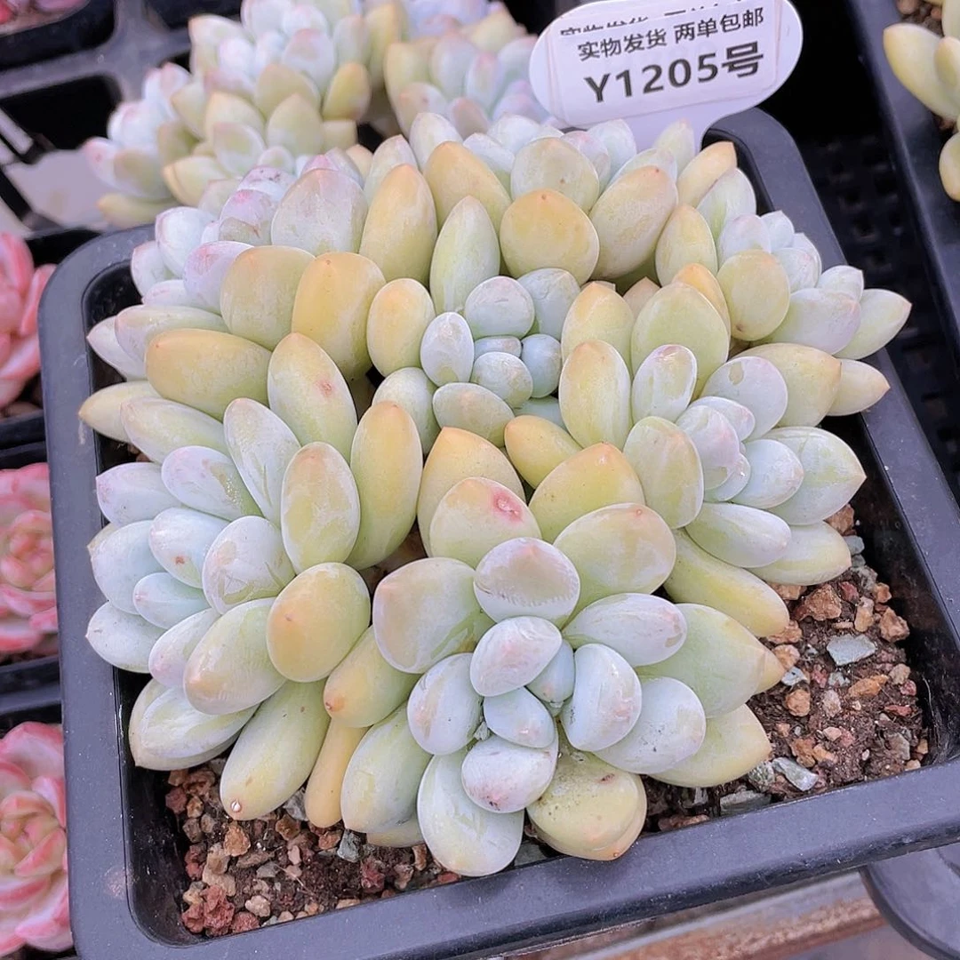 Y1205-精品捧花香水大群母本一个