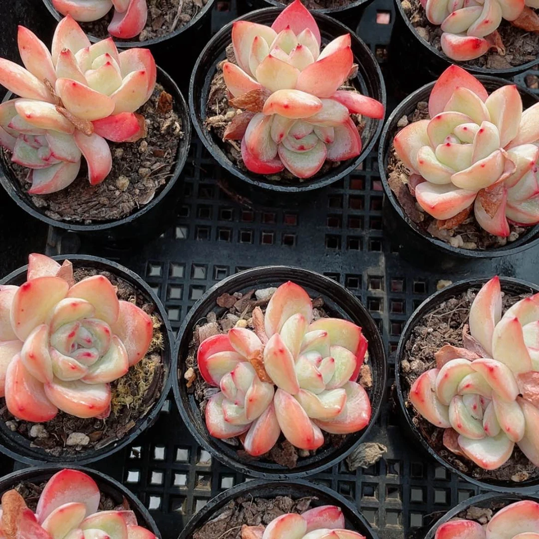 【闪购商品】1230-90双头泡芙