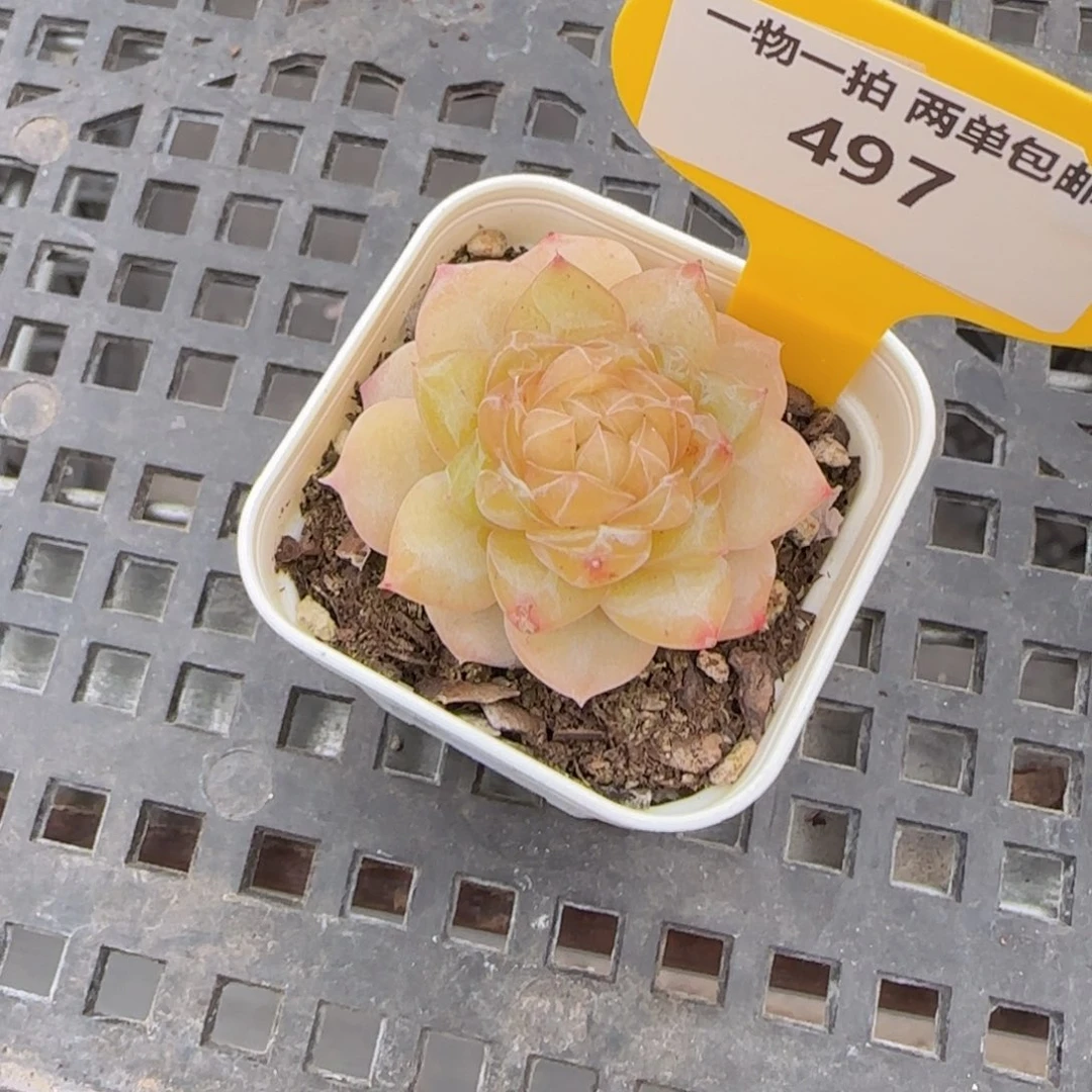 497号 钻石糖心新品