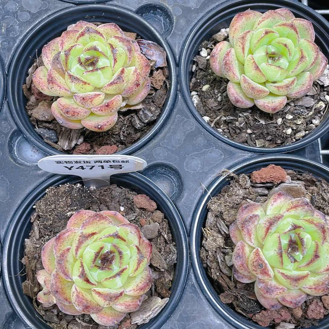 Y471-精品黄水晶母本单头一个