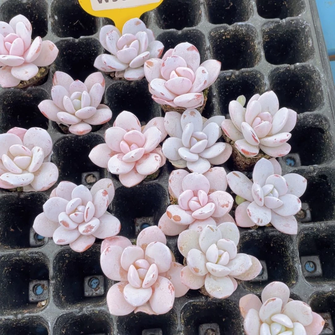 W989号 全状态宽叶精品雪莲单头两个