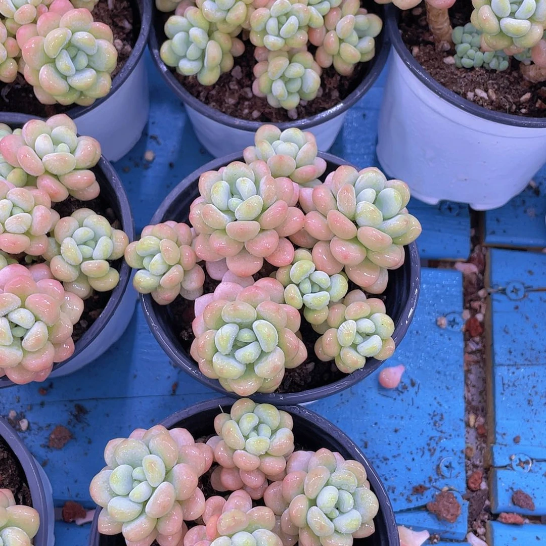 量拍4 w丸叶洛可可老桩群一个