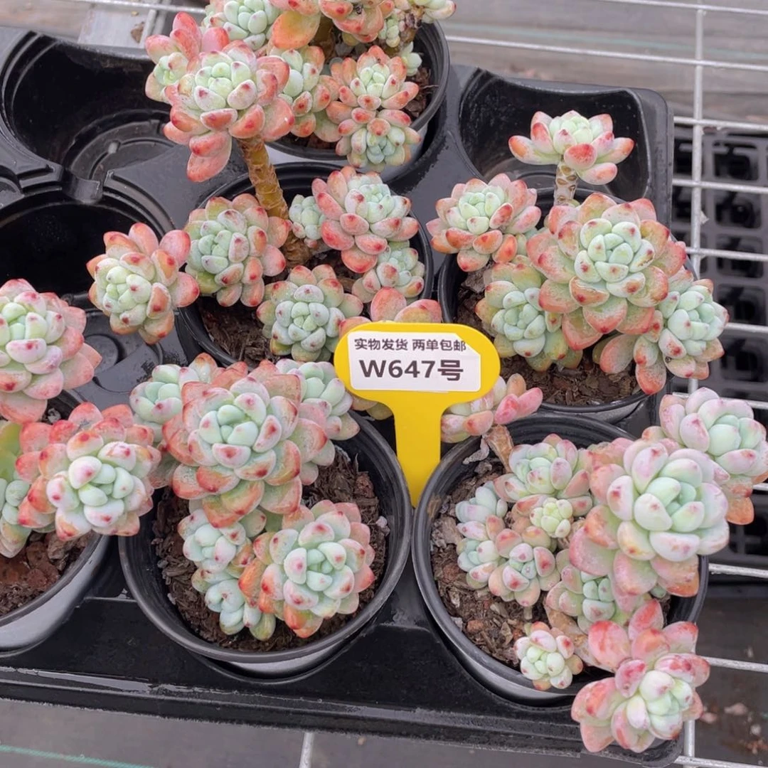 W647号 精品劳尔老桩群一个