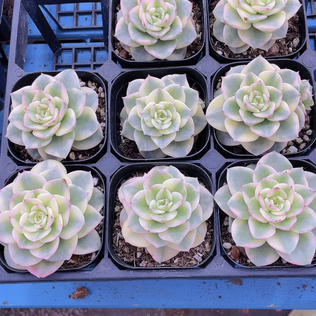 Y521-全状态精品蜡牡丹锦一个