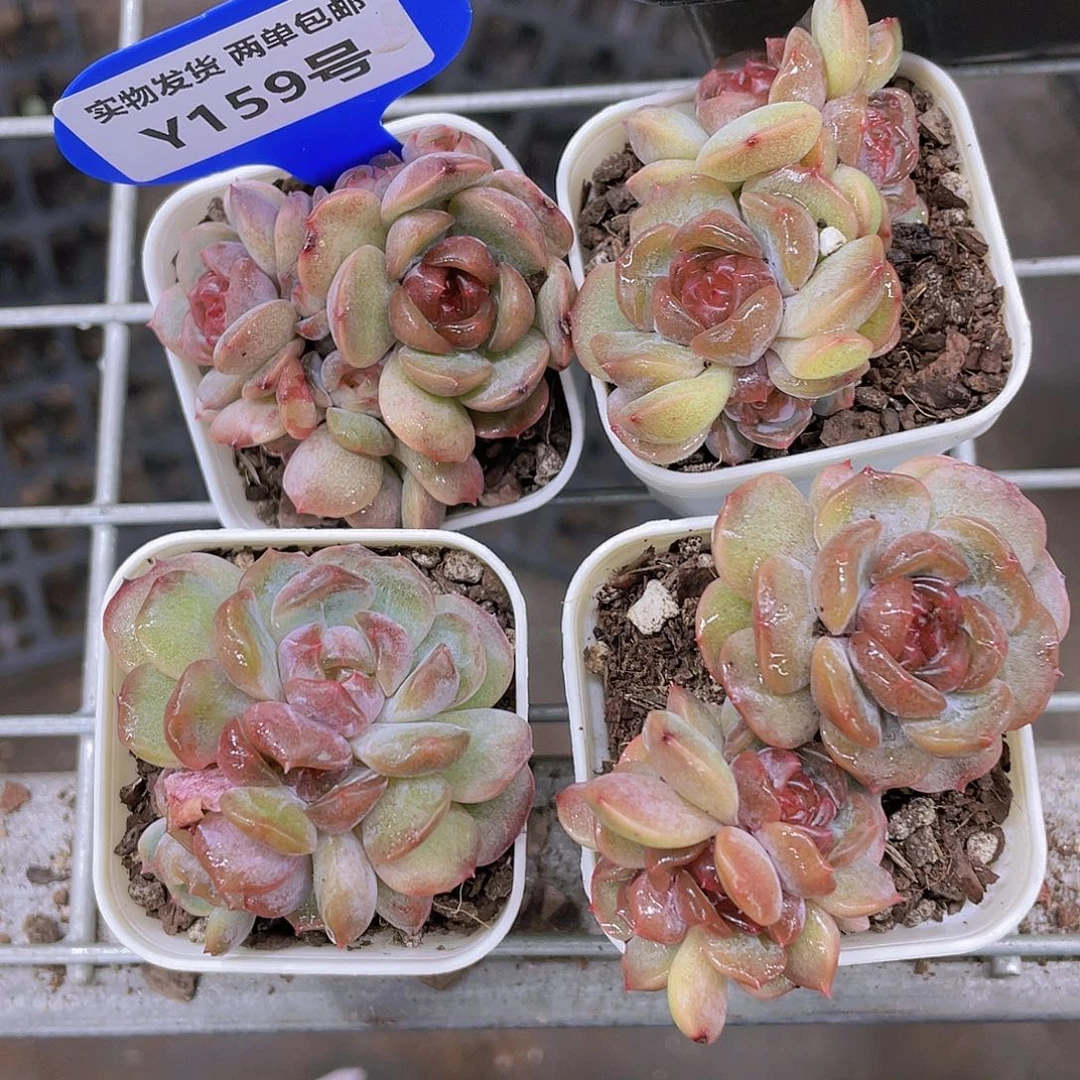 Y159-精品红恋四头群一个