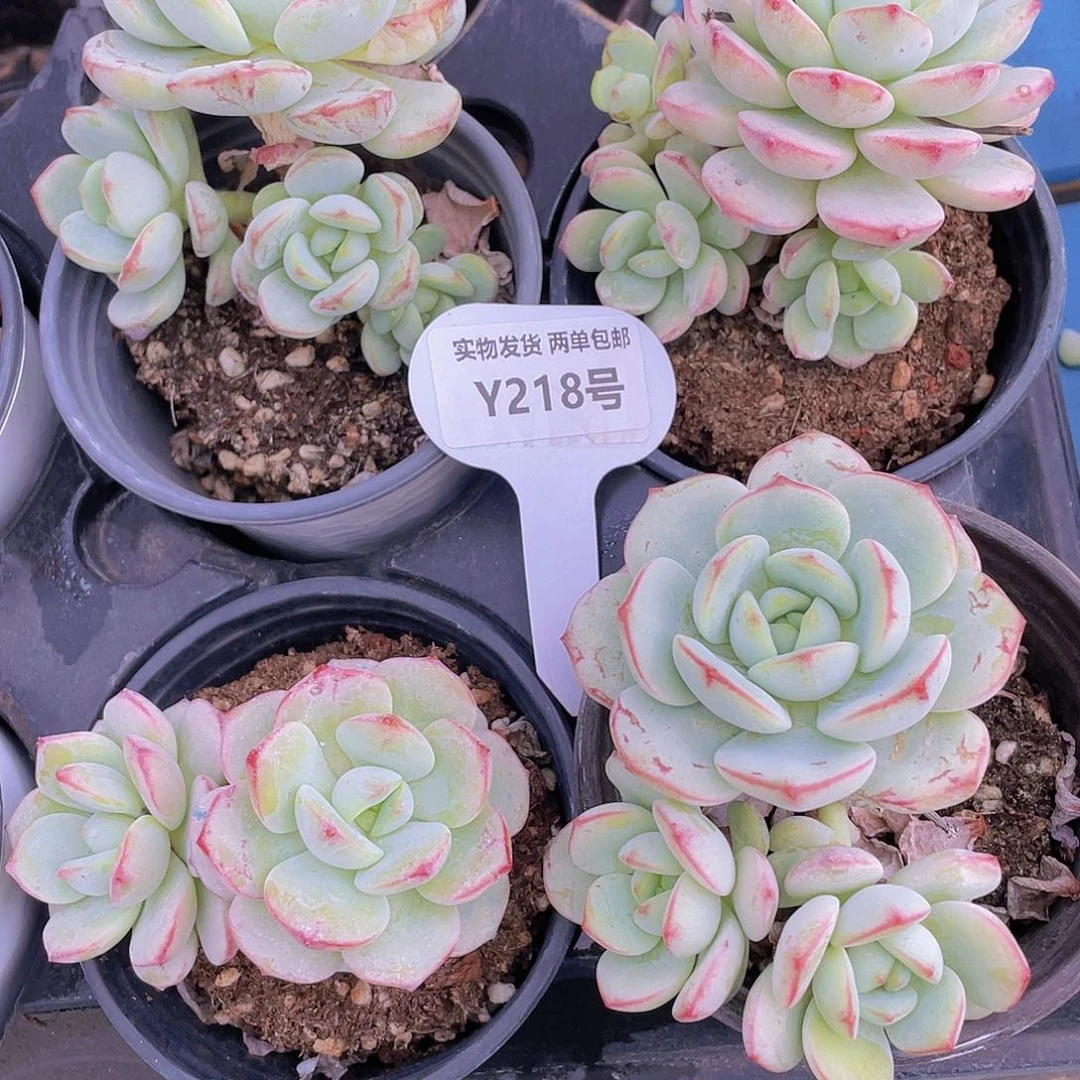 Y218-W全状态精品香草福利一个
