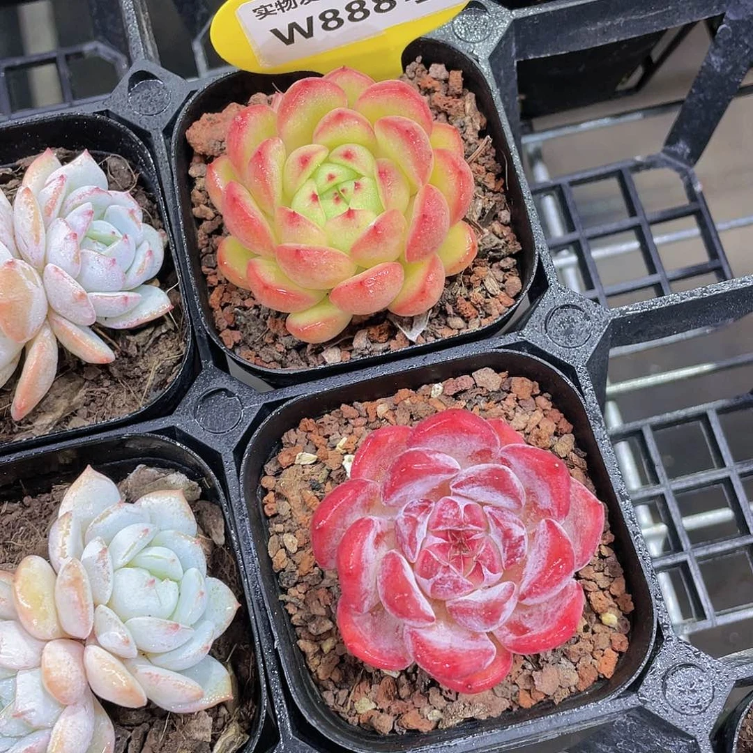 W888号 孤品两个