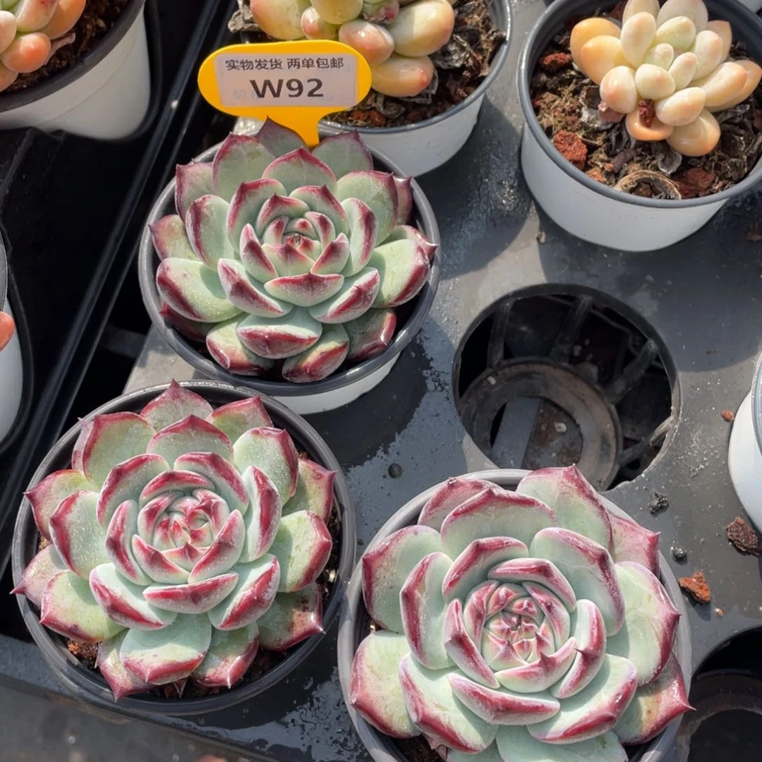 W92号 母本钻石红拉糖单头一个m