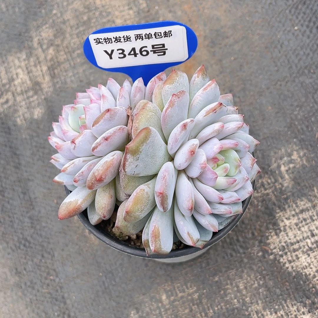 Y346-精品母本星星橙双头一个