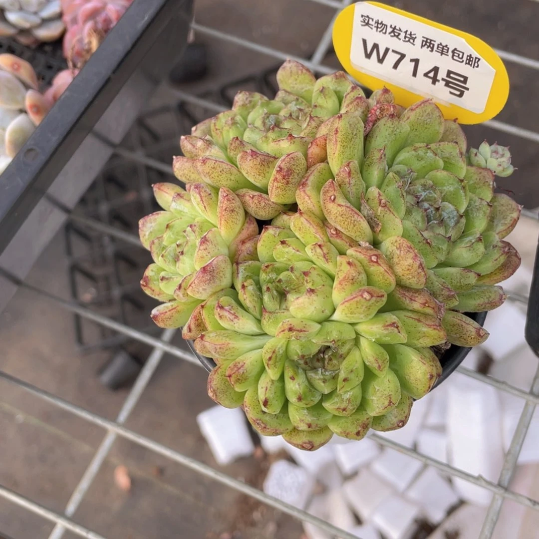 W714号 母本黑森林大群一个