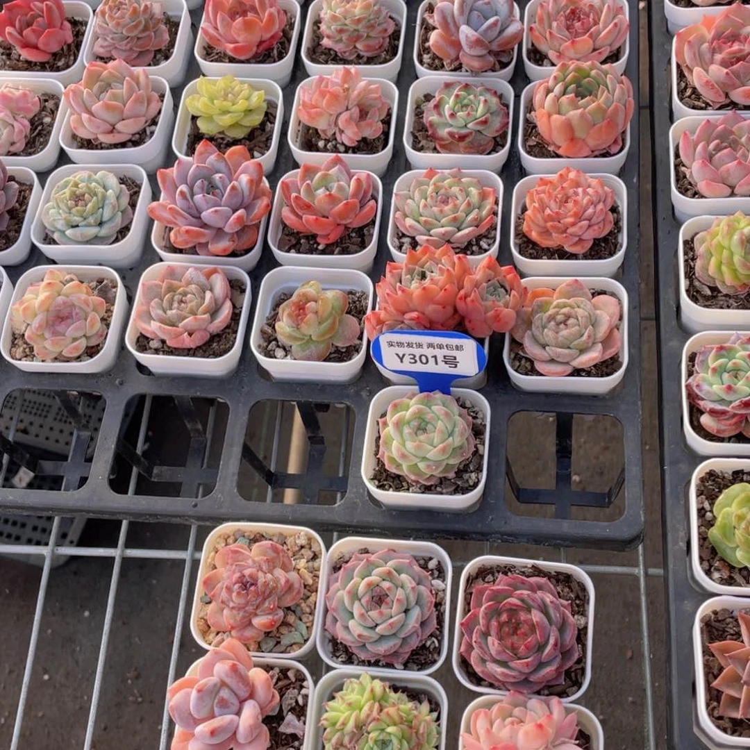 Y301-精品美肉组合7个