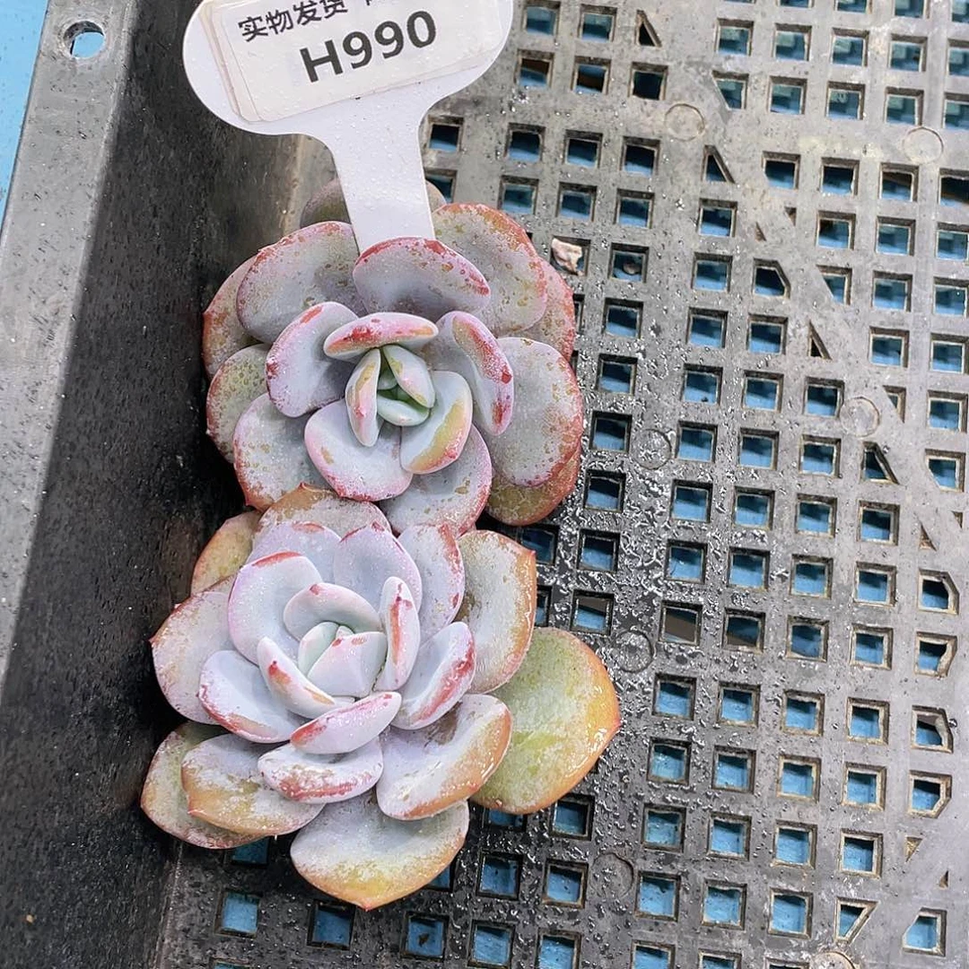 H990  全状态正版奶茶单头一个