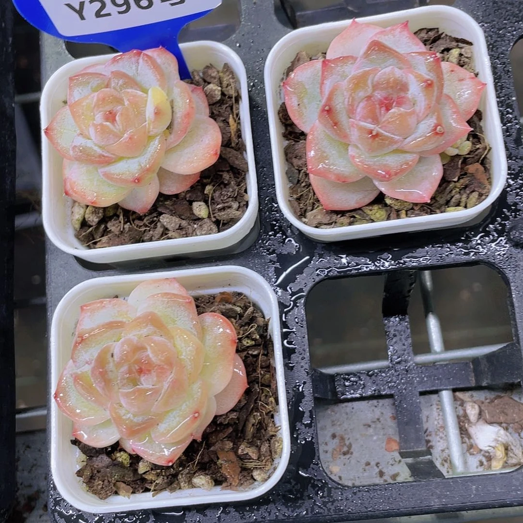 Y296-精品玫瑰花珍妮糖心粉钻单头一个