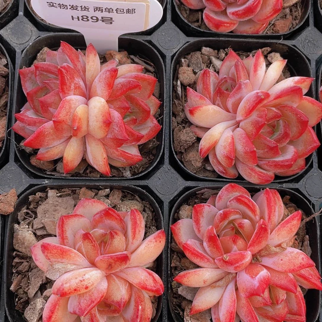 H89  全状态夜魔侠双头福利