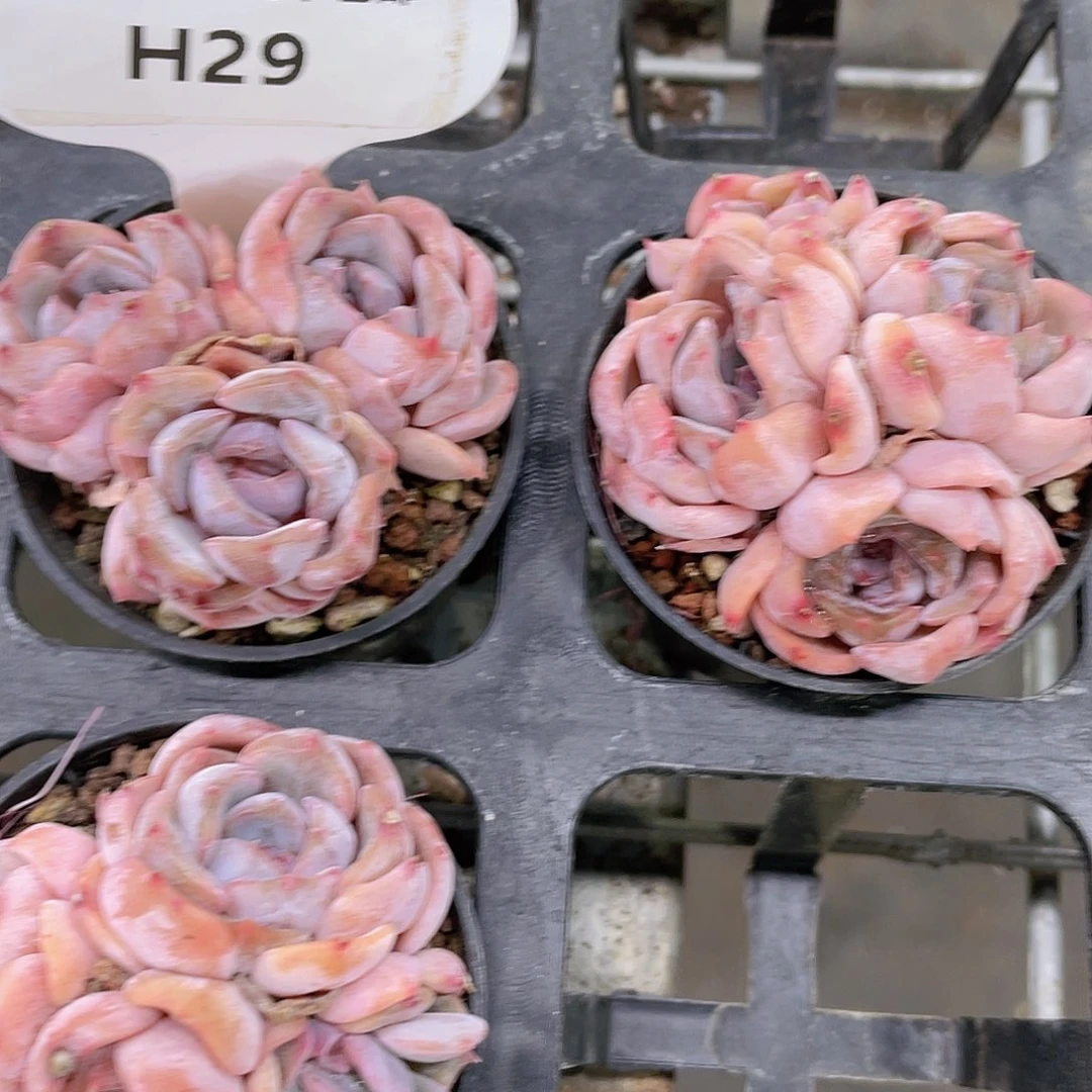 H29  全状态夜莺群一个