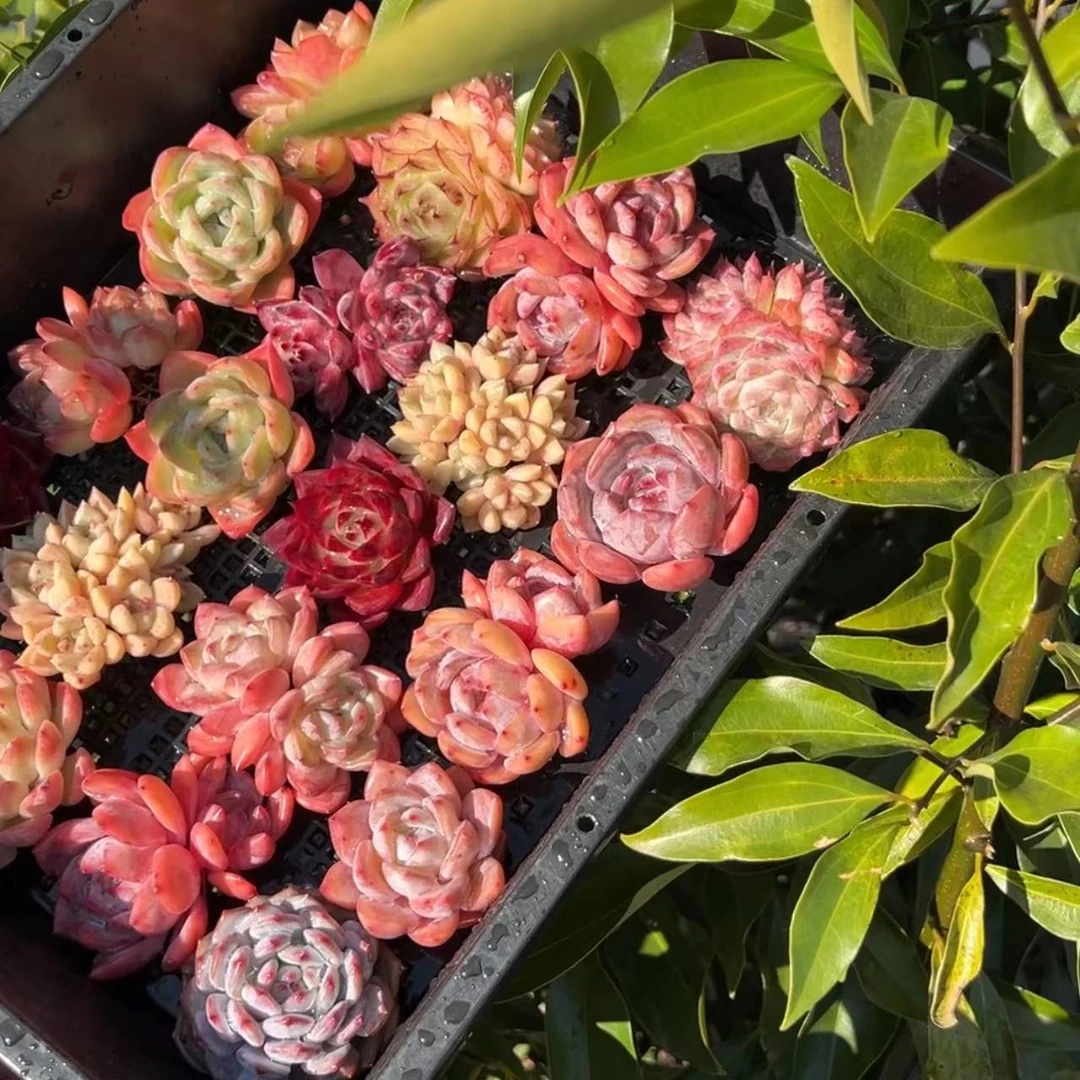 综合链接 多肉植物（实付满18包邮）