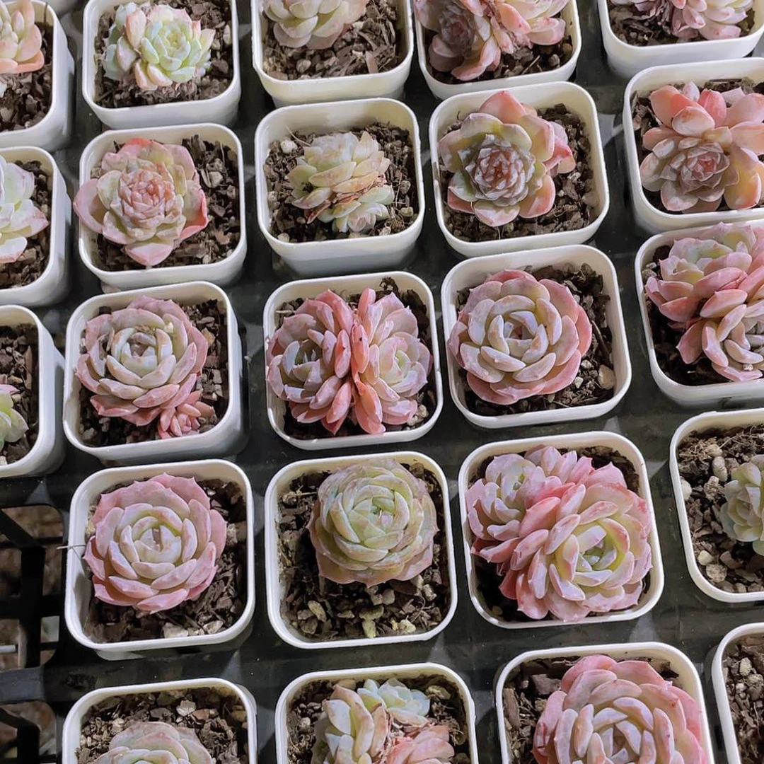 Y226-精品奶油纯爱糖心单头起两个