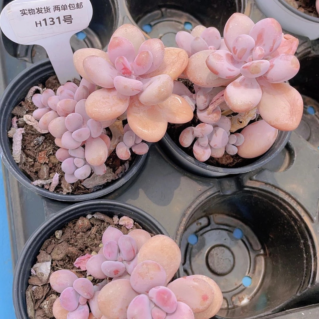 H131  丸叶桃蛋老桩群
