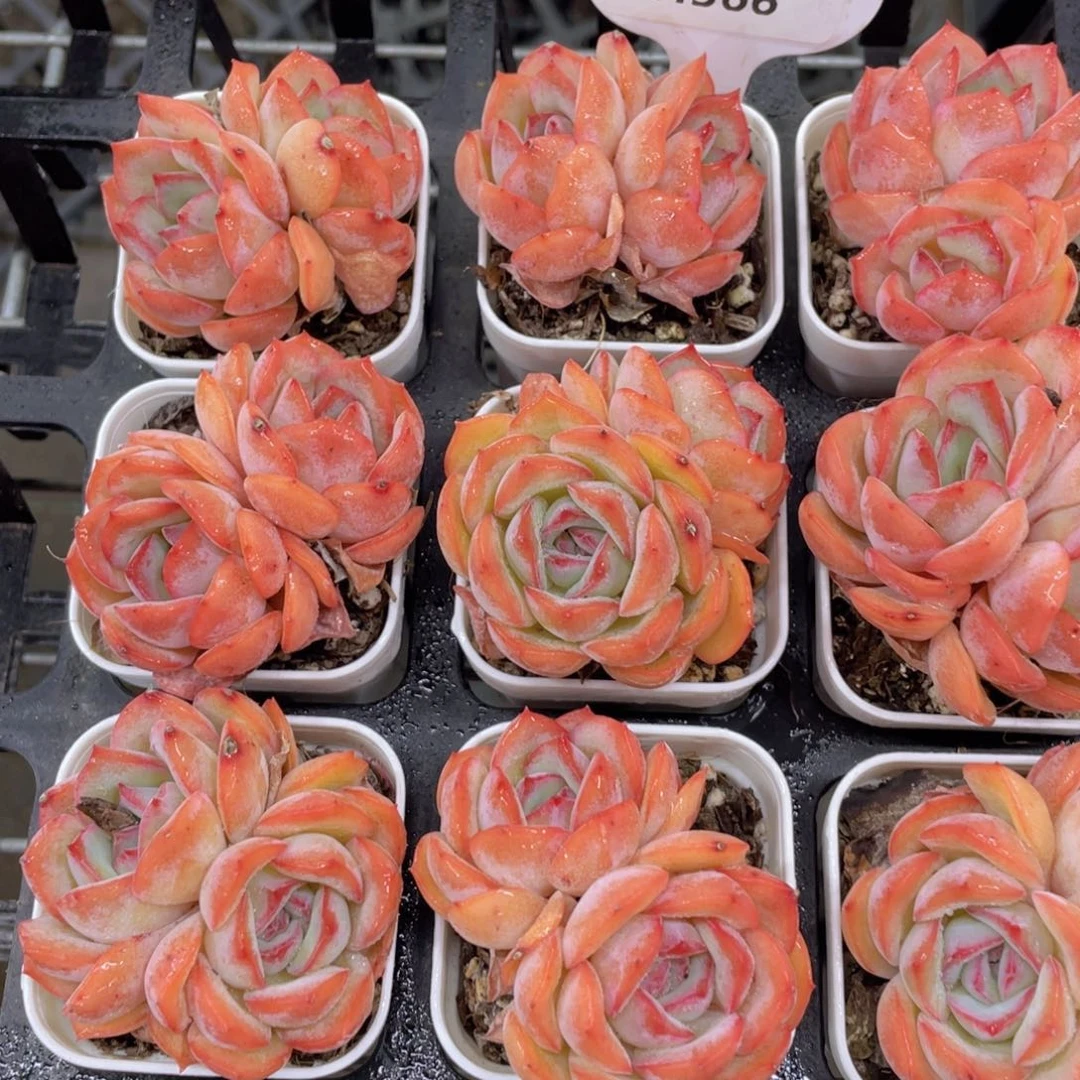 H366  全状态草莓糖双头一个