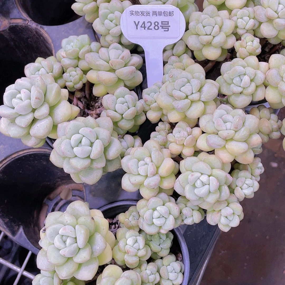 Y428-全状态多头飘枝桩泡泡糖群一个